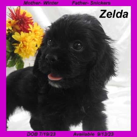 puppy, for, sale, Cocker Spaniel, Joe & Cherri  Overlease, dog, breeder, Miller, MO, dog-breeder, puppy-for-sale, forsale, nearby, find, puppyfind, locator, puppylocator, aca